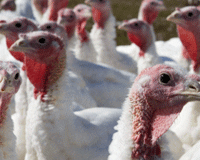 fyi_food_turkeys