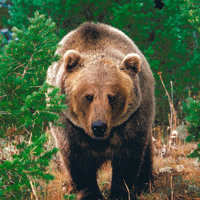 grizzy_bear