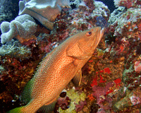 cod-atlantic-canada-growing-cod-population