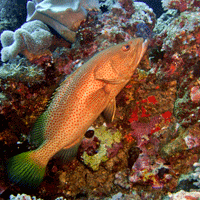 cod-atlantic-canada-growing-cod-population