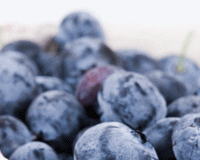 blueberries-festival