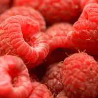 raspberries-pei-slow-season