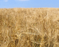 wheat-prairie-farmers-wheat-board