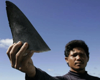 shark-fin-distribution-banned-in-ontario