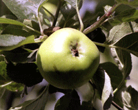 apple-on-tree