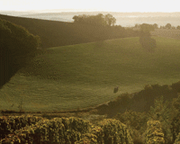 wine-field-Pouring-0912