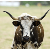 longhorncow