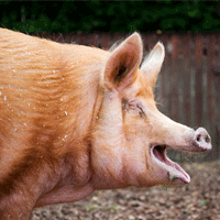 piggif