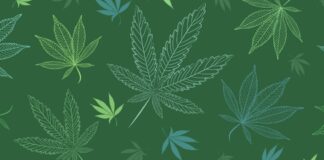 Cannabis leaves on a green background