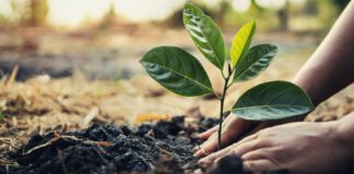 Man planting a tree sapling in a garden