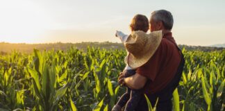 Man and his child looking at a cornfield while the sun sets