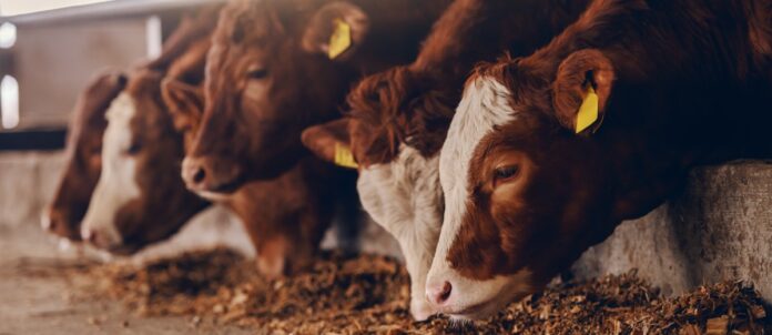 Close up of calves on animal farm eating hay