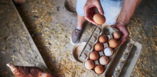 Farmer holding a box of eggs in a barn