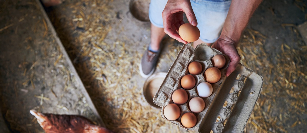 Farmer holding a box of eggs in a barn
