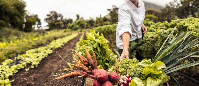 A farmer in a field gathering vegetables