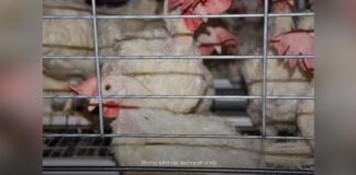 Hens in confinement