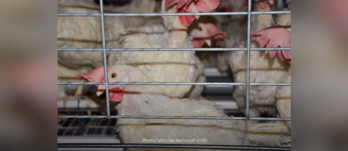 Hens in confinement