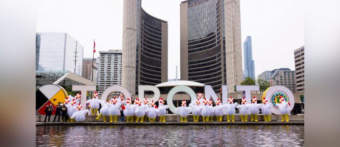 St. Louis Bar and Grill stunt with 30 seven-foot chickens at Nathan Philips Square
