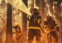Firefighter Extinguishing a Wildfire in a Forest